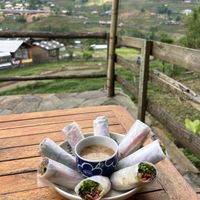 fresh summer rolls with peanut sauce   at Tree Vegan Kitchen in Sapa