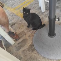 . at Glossitses in Crete