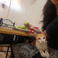  at White Lotus Vegetarian Restaurant in Vientiane