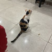   at White Lotus Vegetarian Restaurant in Vientiane