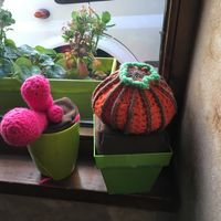 Knit window cactus  at Cafe Mandala in Salamanca