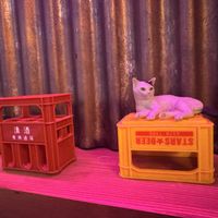 Cute decor  at The original Shinshu gyoza Tsukumo Yokocho - 元祖信州餃子 ツクモ横丁 in Nagano