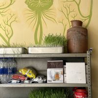 They grow their own wheatgrasss  at Wheatgrass Cafe in Rishikesh