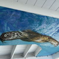 Painting on the ceiling  at On Da Beach Bar and Grill in Great Abaco