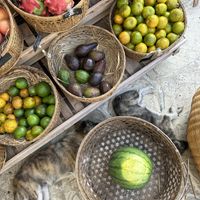 More cute dogs - be aware, they are quite shy and they can bite   at Pregnant Coconut Caffe in Jimbaran