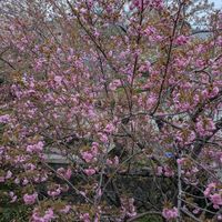 View of cherry blossom from the window upstairs at and bull coffee - アンド ブル コーヒー in Kyoto