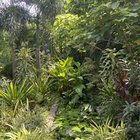 The garden  at Wild Gardencafe in Chennai