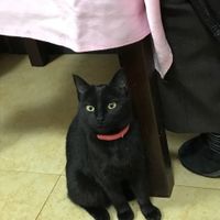 Resident cat at Chong Zheng Tian Ran in Shanghai