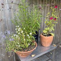   at The Oxford Blue in Oxford