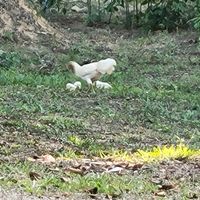 Free roaming chickens on site at Farm Hug You - ฟาร์มฮัก in Chumphon