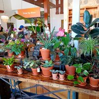 Always eat plants(but not these ones). at Harlow in Portland