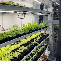  at Senyuman Daun & Café in Ayer Itam