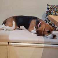 Oia 💖 Autorisée à s'installer sur la banquette uniquement si les tables sont dépourvues de nourriture ☝️ at Le Canithé in Toulouse