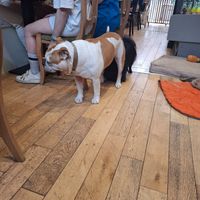 🐶🐶💕 at Le Canithé in Toulouse