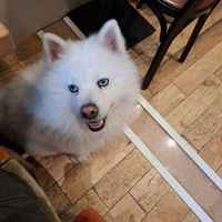 Light 💙🤍 à adopter at Le Canithé in Toulouse