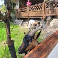  at Lebenshof MutimBauch in Ottenhoefen Im Schwarzwald