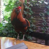 Nur so gehören Hühnchen auf den Tisch at Lebenshof MutimBauch in Ottenhoefen Im Schwarzwald