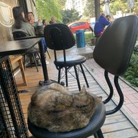 Cat company   at Coffee Charlie in Istanbul