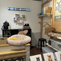 shop cat!  at MooShoes in New York City