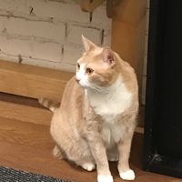 The Assistant at MooShoes in New York City