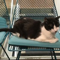 The Boss at MooShoes in New York City