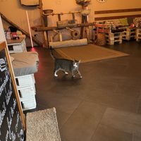 Room in cafe'  at Cat Café in Budapest