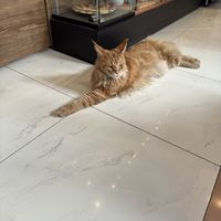 The resident king of cats   at Cat Café in Budapest