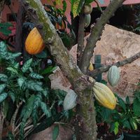 Cacao tree in the cafe at The Tea & Chocolate Place in Copan Ruinas