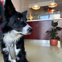 Pet friendly 🫶🏻 at Shifūmi Café in Torrelodones