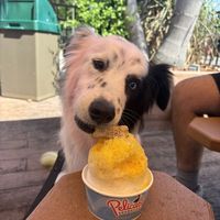 peanut butter flavor pup cup for $2  at Pelican's Snoballs in Ocoee