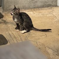 Cute feline patrons  at La Cambija in Rincon