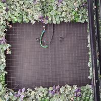  at Comecamiños Street Food in Ourense