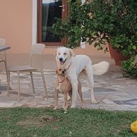  at Villa Orta - Agriturismo con Cucina Vegana in Piombino