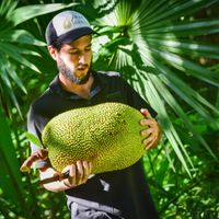 Jackfruit harvested at Jackfruit Mexico Farm in Chiquila