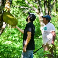 Harvesting of jackfruit at Jackfruit Mexico Farm in Chiquila