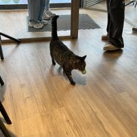   at Katzentempel - Trier  in Trier