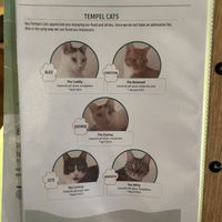   at Katzentempel - Trier  in Trier