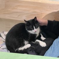   at Katzentempel - Trier  in Trier