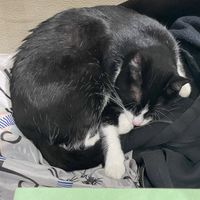   at Katzentempel - Trier  in Trier