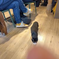 Cats 😍 at Katzentempel - Trier  in Trier