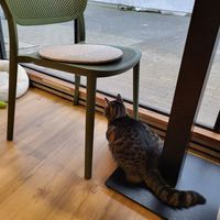  at Katzentempel - Trier  in Trier