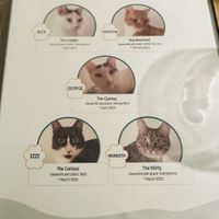   at Katzentempel - Trier  in Trier