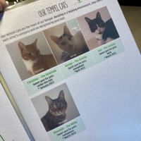 The cats  at Katzentempel - Trier  in Trier