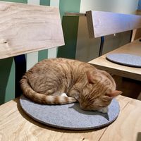 Christina   at Katzentempel - Trier  in Trier