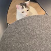  at Katzentempel - Trier  in Trier