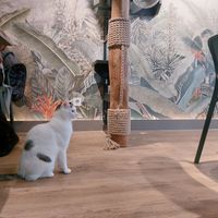 George at Katzentempel - Trier  in Trier