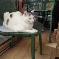 One of the cats near the window at Katzentempel - Trier  in Trier