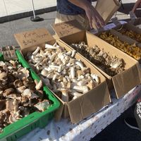 Mushrooms from NH  at Portsmouth Farmers' Market in Portsmouth