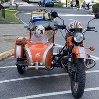 Market visitor (although dogs aren’t technically allowed)  at Portsmouth Farmers' Market in Portsmouth