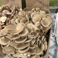 Mushrooms   at Portsmouth Farmers' Market in Portsmouth